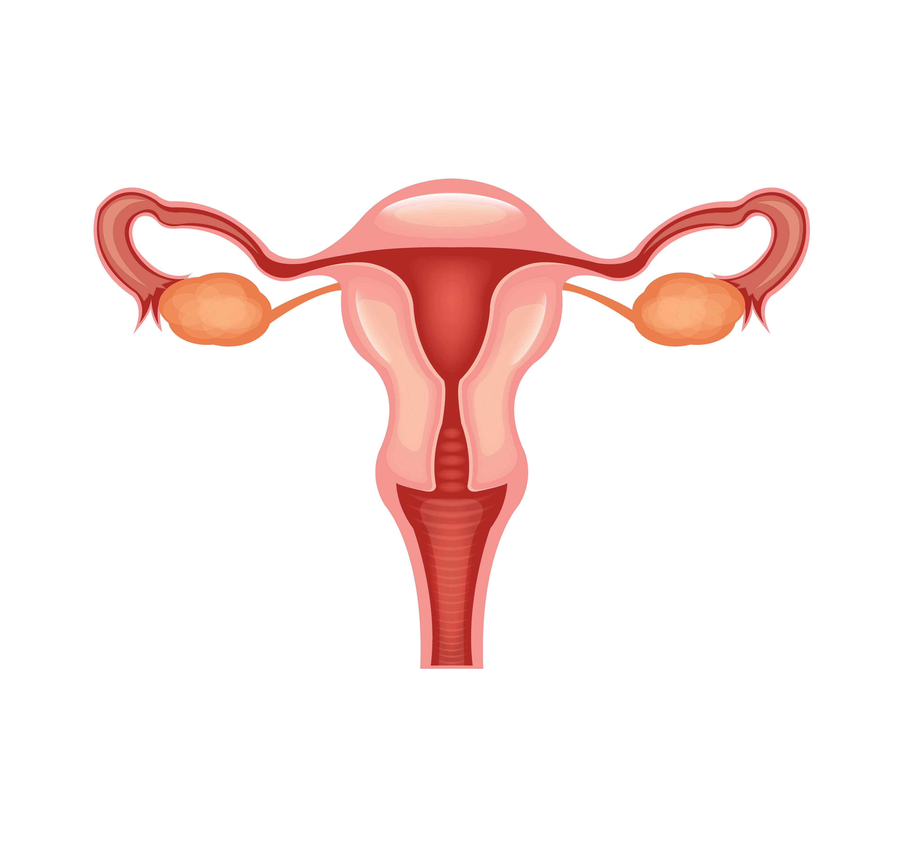 Uterus. Image: Pretty Vectors/Shutterstock.com
