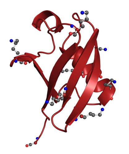 Ubiquitin. Image: petarg/Shutterstock.com