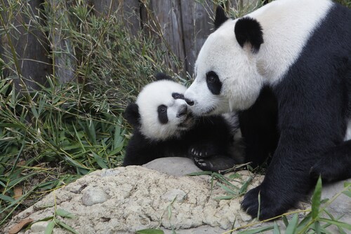 Giant panda with cub. Image: plavevski/Shutterstock.com