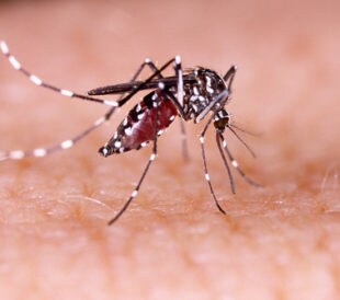 Aedes aegypti mosquito, which transmits chikungyunya virus. Image: Tacio Philip Sansonovski/Shutterstock.com