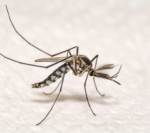 Aedes aegypti mosquito. Image: nuwatphoto/Shutterstock.com