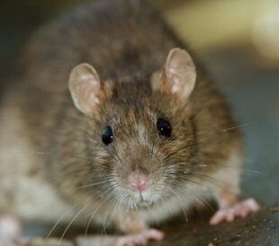 Rattus norvegicus. Image: Gallinago_media/Shutterstock.com