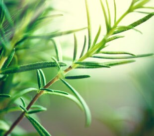 Rosemary plant. Image: Subbotina Anna/Shutterstock.com