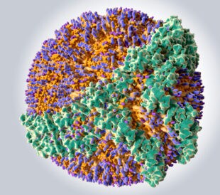 High-density lipoprotein. Image: Juan Gaertner/Shutterstock.com