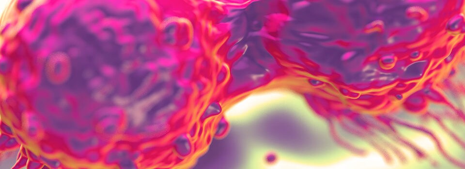 dividing breast cancer cells