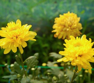 Yellow blossom chrysanthemum farm inside greenhouse. Taken at Malang Chrysanthemum Farm, Malang, East Java, Indonesia. Image: Ragil SP/Shutterstock.com.