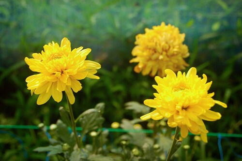 Yellow blossom chrysanthemum farm inside greenhouse. Taken at Malang Chrysanthemum Farm, Malang, East Java, Indonesia. Image: Ragil SP/Shutterstock.com.