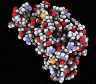 Human prion protein (hPrP), chemical structure. Associated with neurodegenerative diseases, including kuru, BSE and Creutzfeldt-Jakob. Atoms are represented as spheres with conventional color coding. Image: molekuul_be/Shutterstock.com.