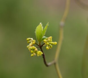 Flower and flowering sprout and leaf of the lindera. Image: F_studio/Shutterstock.com.