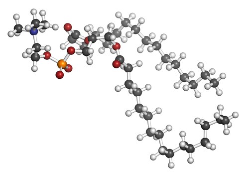 Pulmonary surfactant molecule. Chemical structure of dipalmitoylphosphatidylcholine (DPPC) the major constituent of lung surfactant. Atoms are represented as spheres with conventional color coding. Image: molekuul_be/Shutterstock.com.