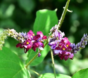 Pueraria lobata. Image: Johnwoodkim/Shutterstock.com.