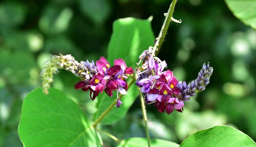 Pueraria lobata. Image: Johnwoodkim/Shutterstock.com.
