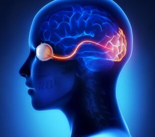 Eye and visual cortex nerves. Image: CLIPAREA l Custom media/Shutterstock.com.