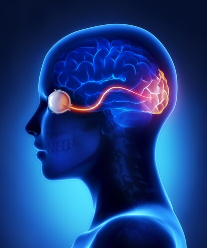 Eye and visual cortex nerves. Image: CLIPAREA l Custom media/Shutterstock.com.
