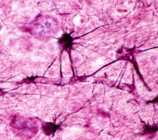 Astrocyte processes with end feet applied to the wall of blood vessels. Human cerebral cortex. Cajal's gold sublimate method. Image: Jose Luis Calvo/Shutterstock.com.