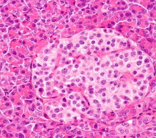 High magnification of a human islet of Langerhans surrounded by exocrine pancreatic acini. Light microscopy. H&E stain. Image: Jose Luis Calvo/Shutterstock.com.
