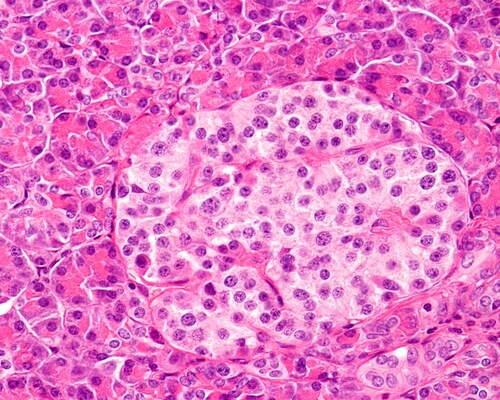 High magnification of a human islet of Langerhans surrounded by exocrine pancreatic acini. Light microscopy. H&E stain. Image: Jose Luis Calvo/Shutterstock.com.