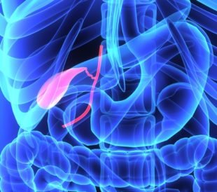 Gall bladder. Image: sciencepics/Shutterstock.com.