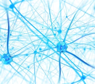 Neurons in the brain on white background. Image: Andrii Vodolazhskyi/Shutterstock.com.