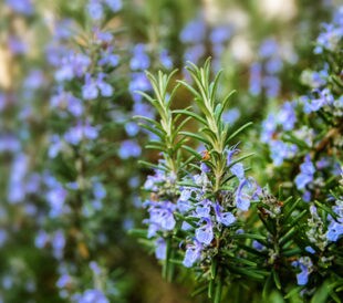 Blossoming rosemary plants in the herb garden, selected focus, narrow depth of field. Image: Maren Winter/Shutterstock.com.