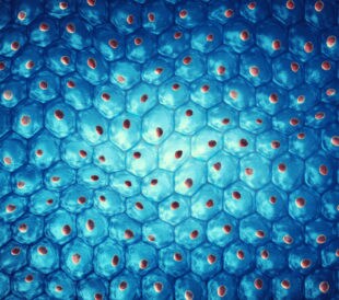 Embryonic stem cell colony , cellular therapy , regeneration , disease treatment , 3d illustration. Image: nobeastsofierce/Shutterstock.com.