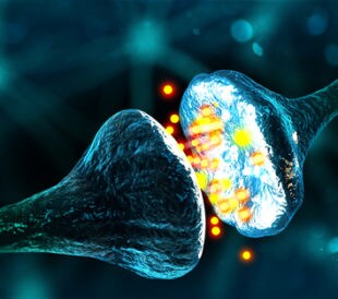 Synapse and neuron cells sending electrical chemical signals (3D illustration). Image: Andrii Vodolazhskyi/Shutterstock.com.