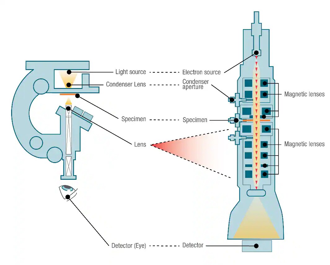 Diagram comparing optical microscope with light source and lenses to TEM with electron source and lenses