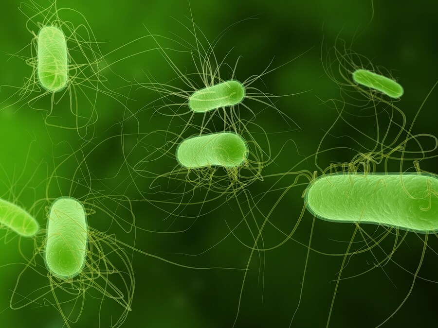 E. Coli