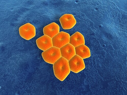 Acinetobacter baumannii