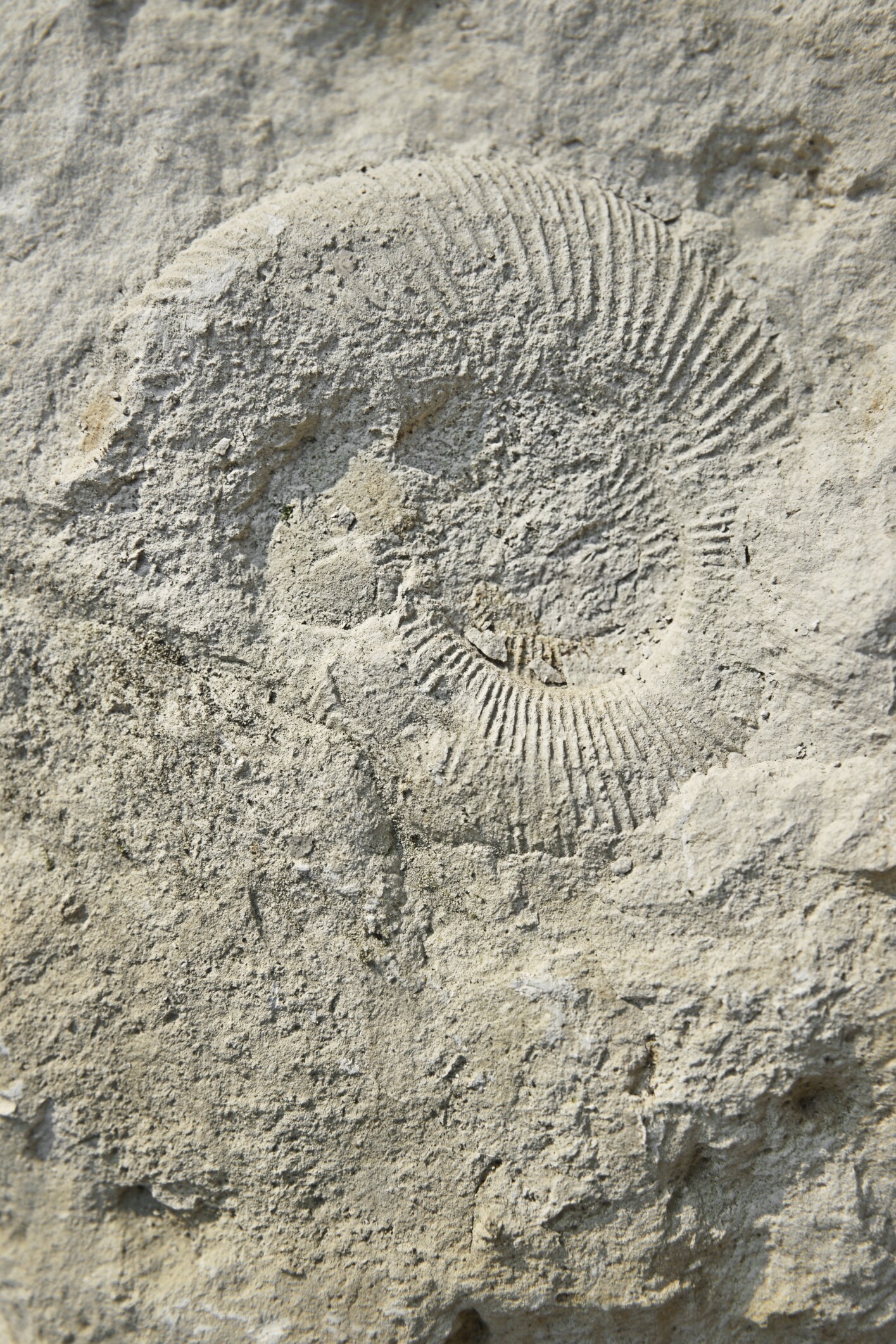 rock fossil
