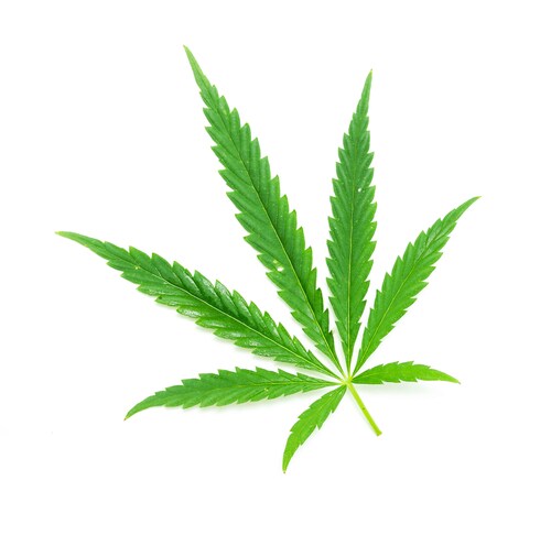 Cannabis Leaf