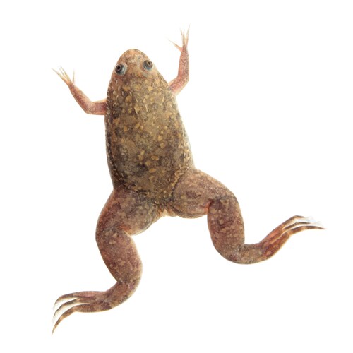 African Clawed Toad