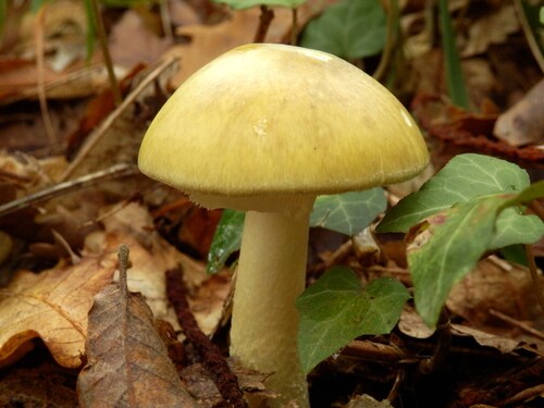 Amanita phalloides