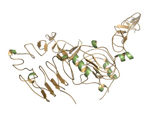 epidermal growth factor receptor
