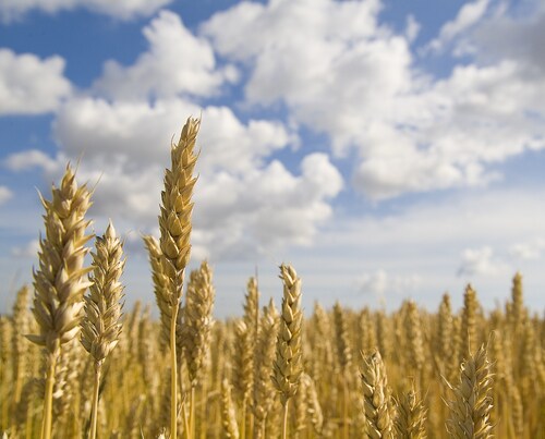 wheat field