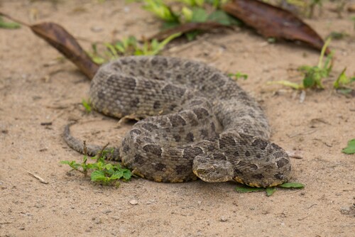 Brazilian viper. Image: FCG/Shutterstock.com