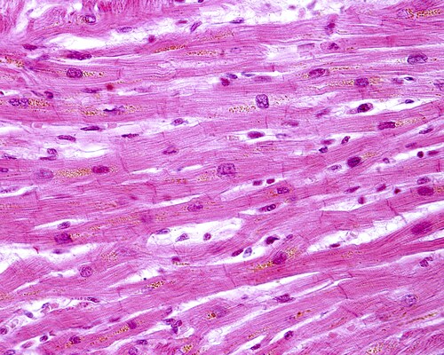 Cardiac tissue. Image: Jose Luis Calvo/Shutterstock.com