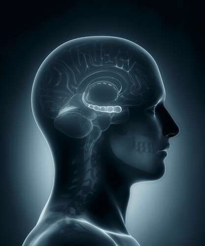 Male hippocampus. Image: CLIPAREA l Custom media/Shutterstock.com
