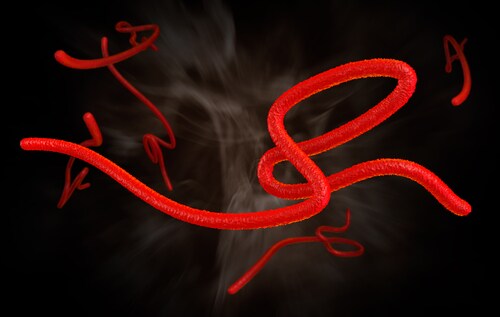 Digital illustration of ebola virus. Image: David Carillet/Shutterstock.com