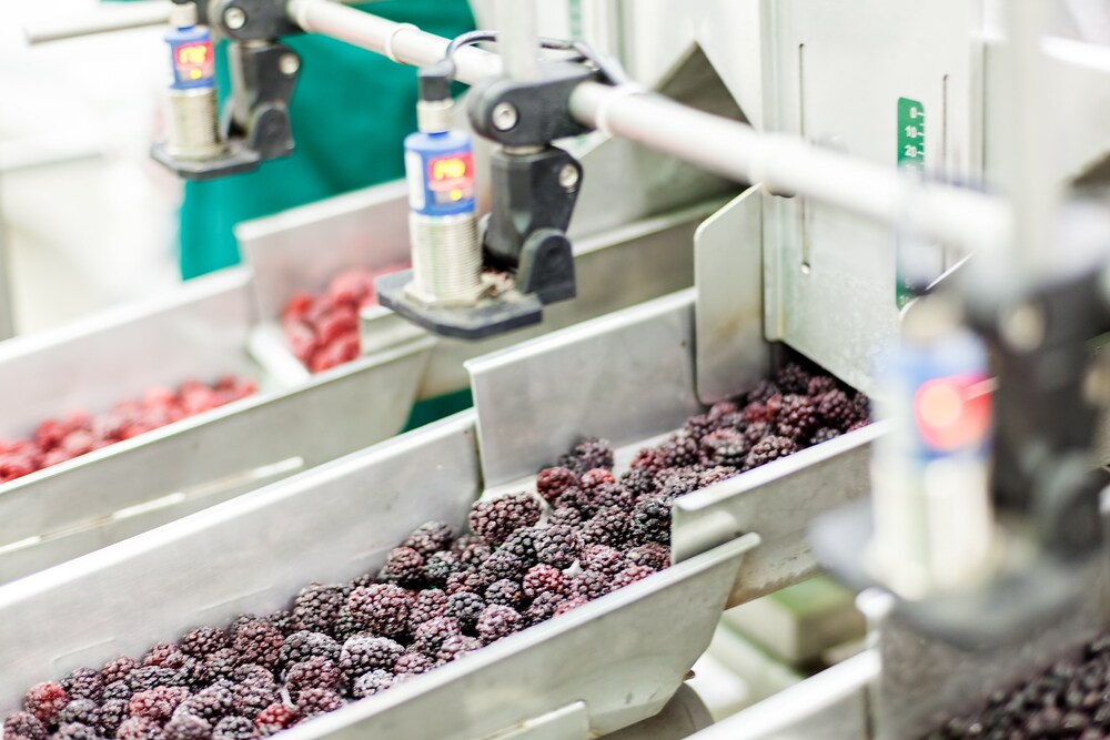 Frozen berries in sorting and processing machines