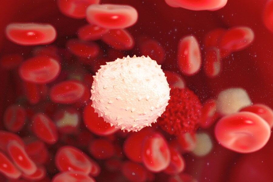 Red and white blood cells