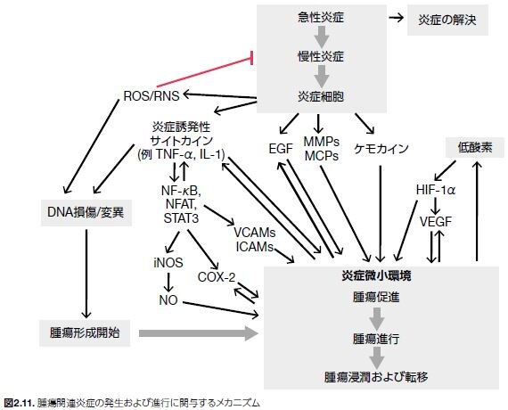 腫瘍関連炎症の発生および進行に関与するメカニズム