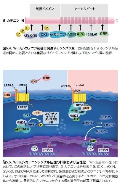 Wnt/β-カテニン制御に関連するタンパク質