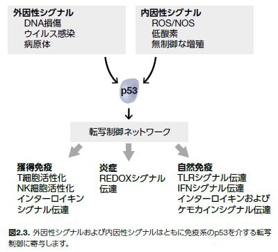 p53関連機能