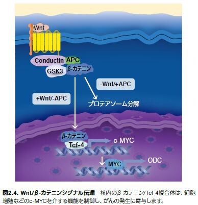 Wnt/β-カテニンシグナル伝達