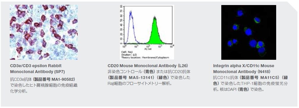 CD3e/CD3 epsilon Rabbit Monoclonal Antibody