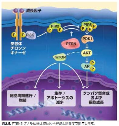 PTENシグナル伝達は成長因子経路と高頻度で関与