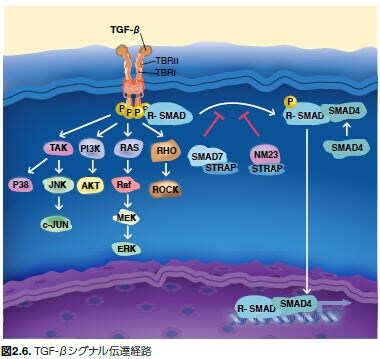 TGF-βシグナル伝達経路