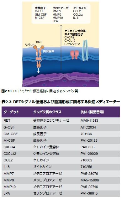 RETシグナル伝達経路に関連するタンパク質