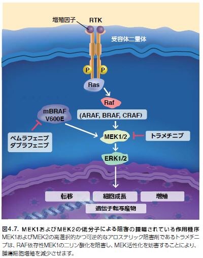 MEK1およびMEK2の低分子による阻害の提唱されている作用機序
